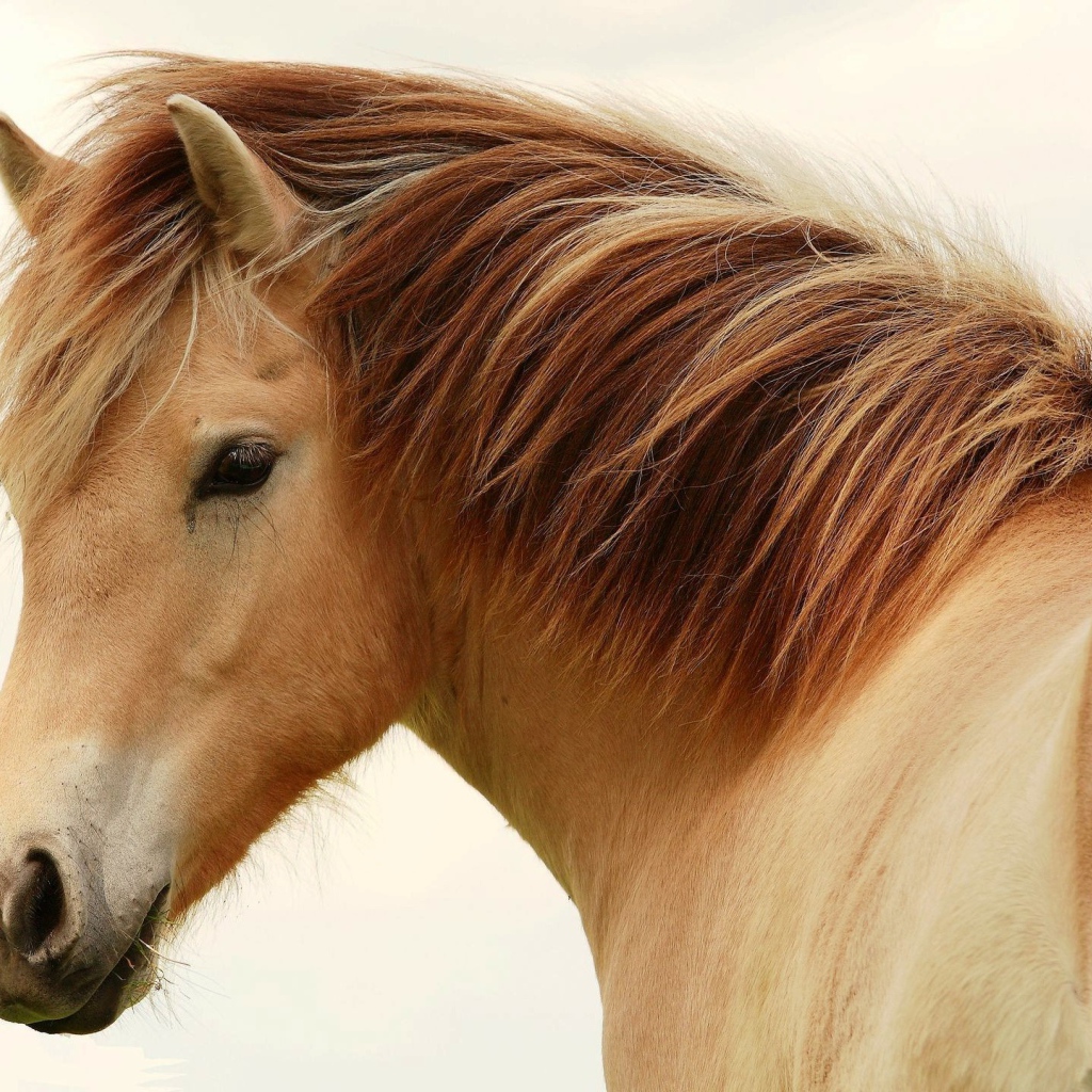 Великие лошади