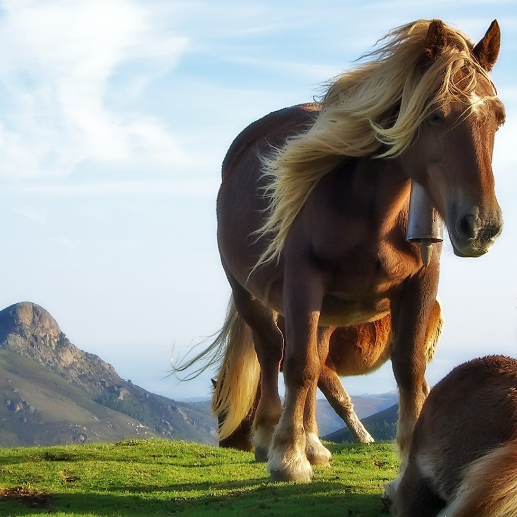 Лошадь и жеребенок на траве