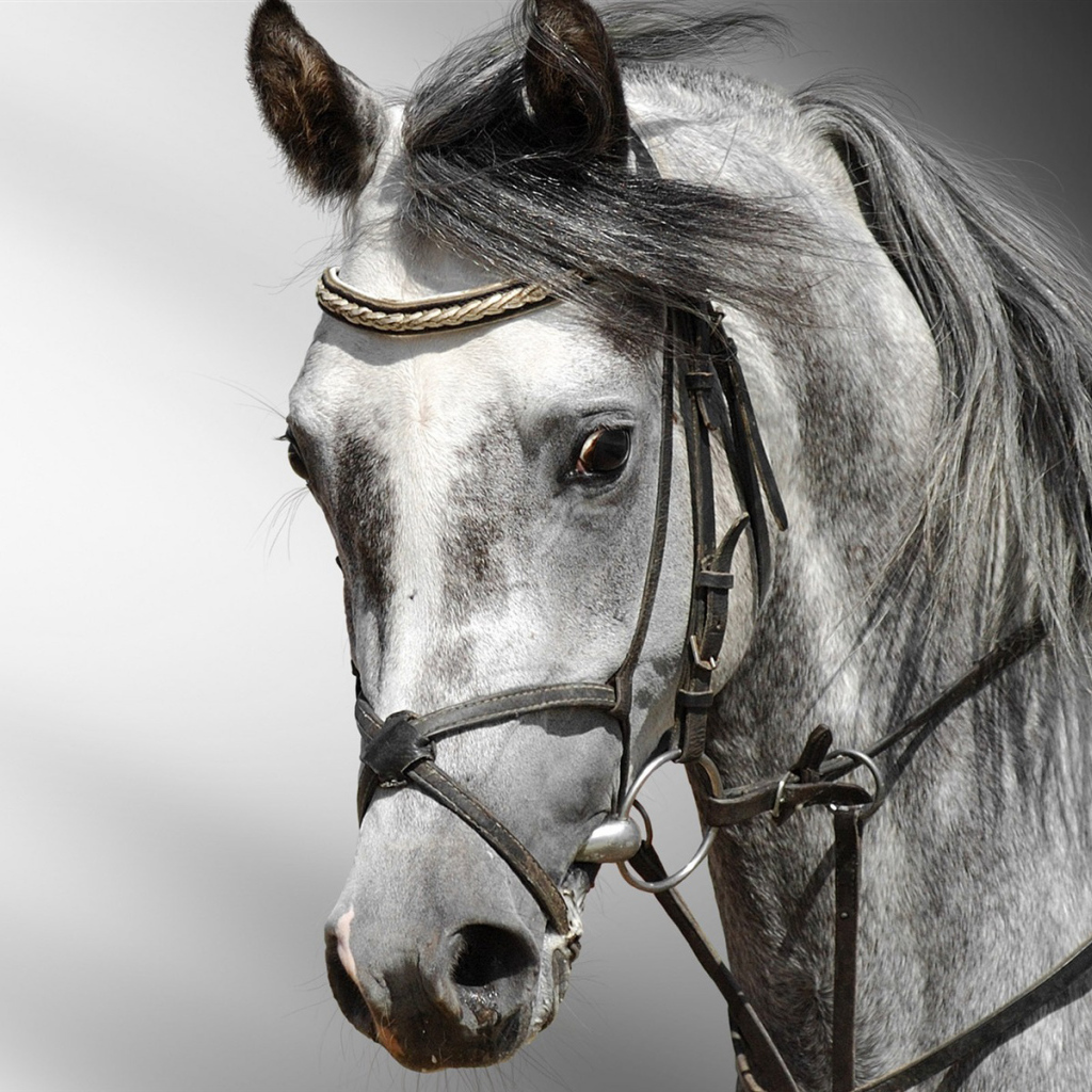 Голова лошади