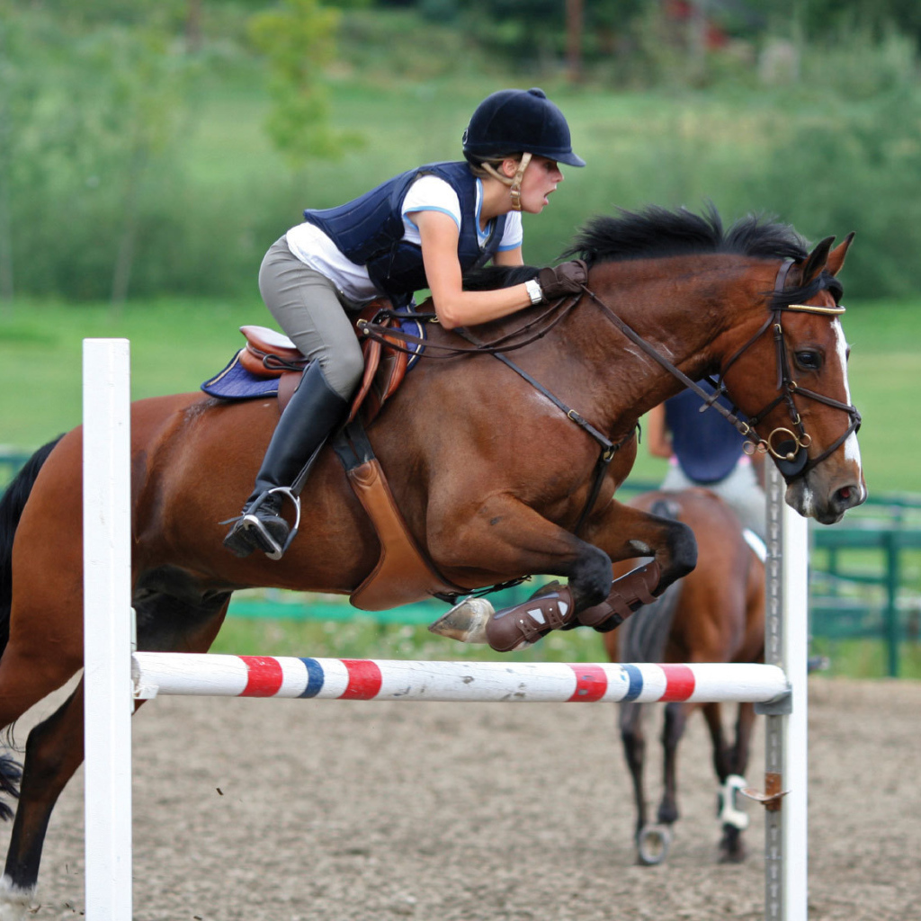 Самая дорогая лошадь в мире
