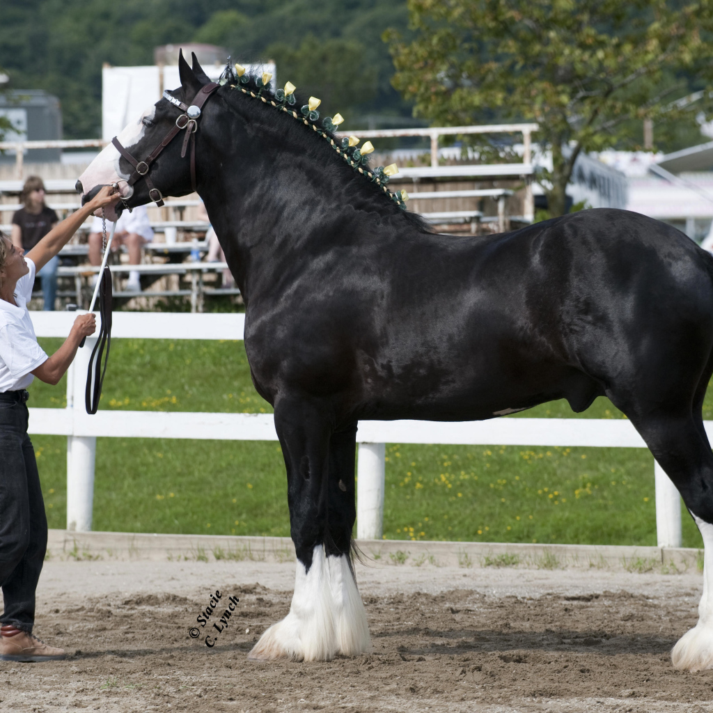Самая большая в мире лошадь