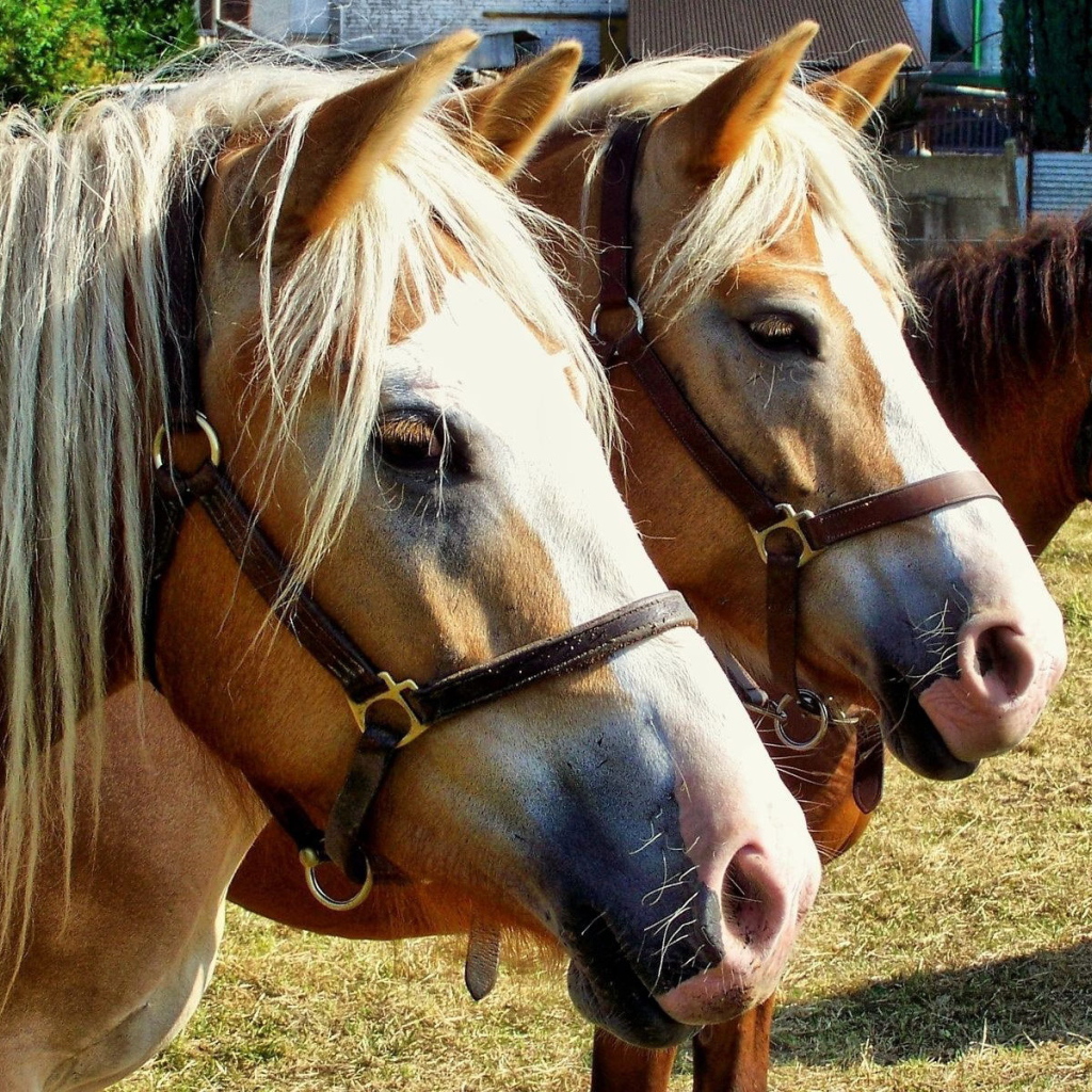 Чистокровные лошади