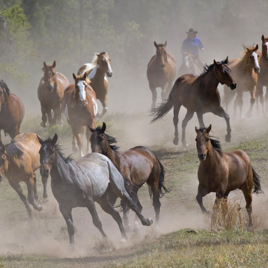 Тысяча лошадей