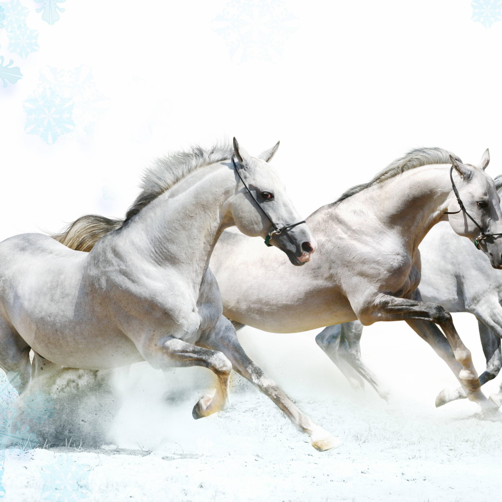 Тройка лошадей