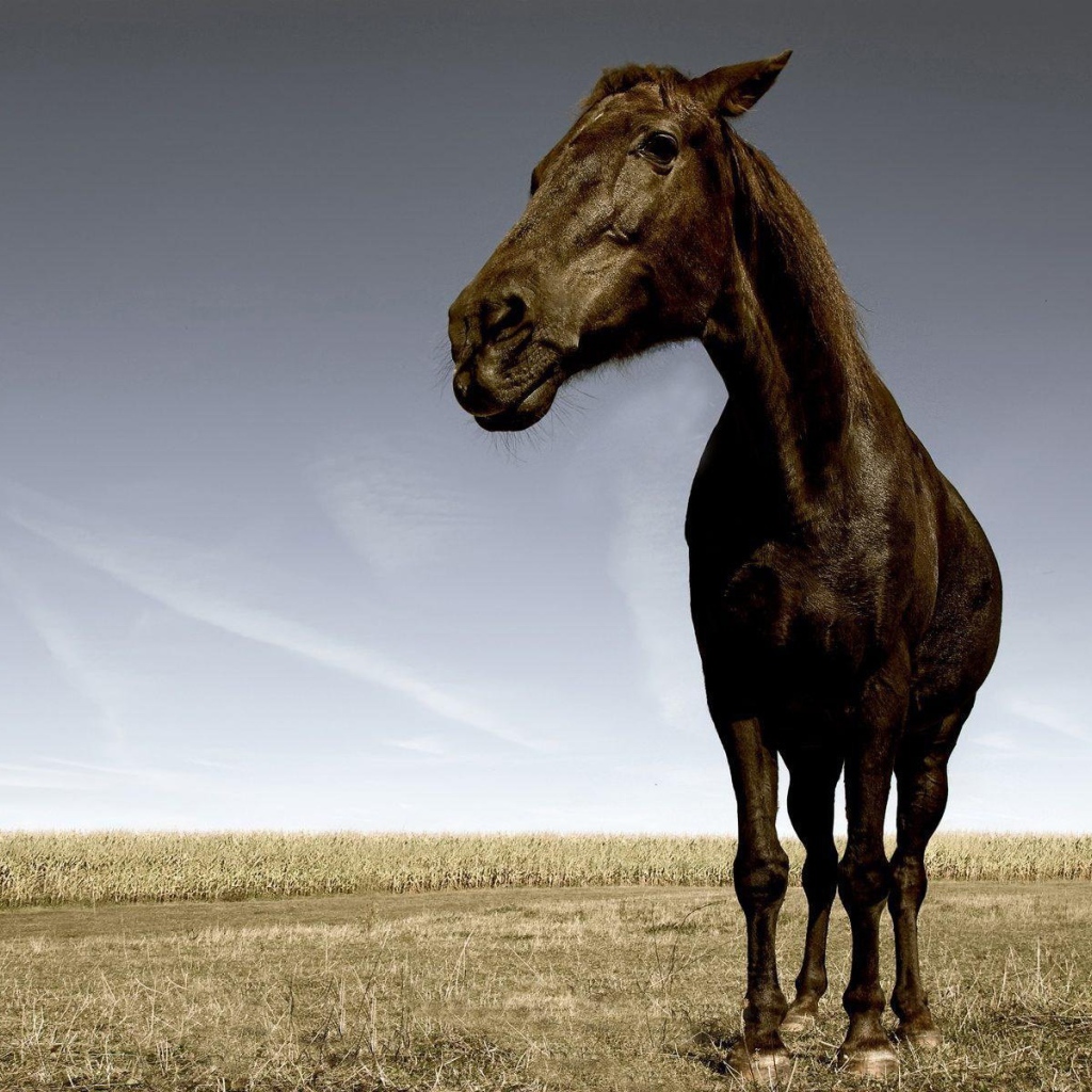 Уставшая лошадь