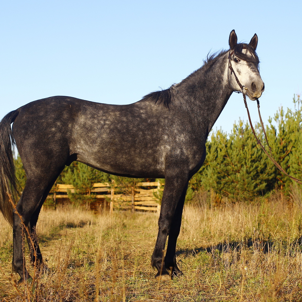 Рысистые лошади