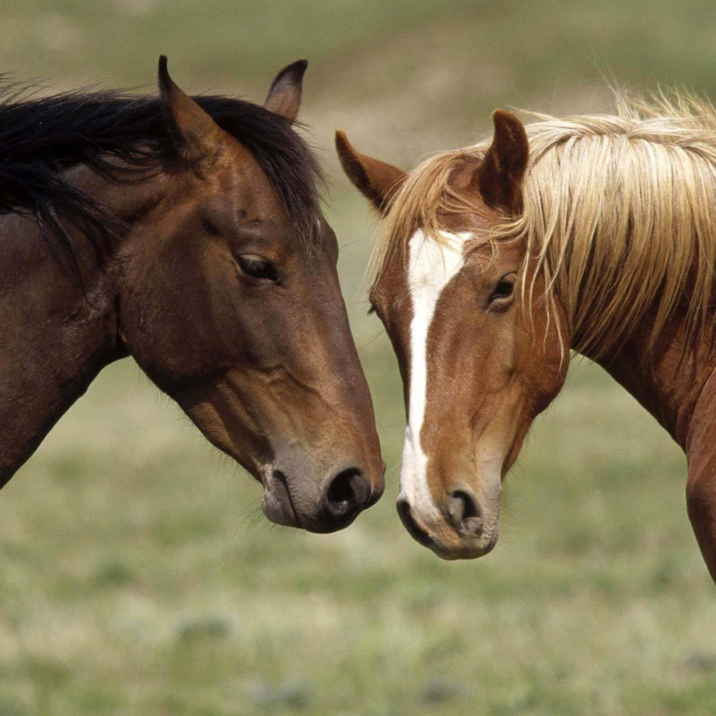 Две коричневые лошади