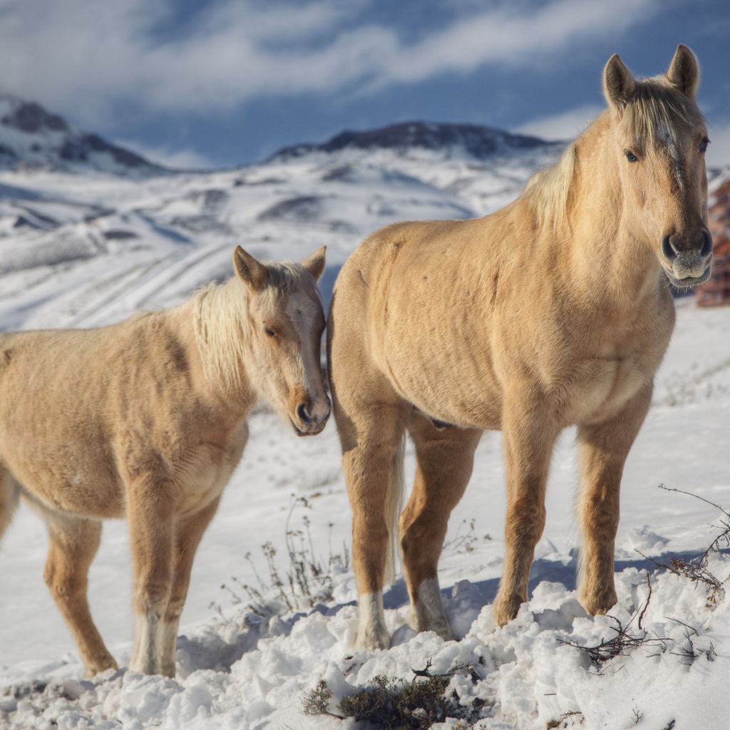 Две лошади зимой на снегу