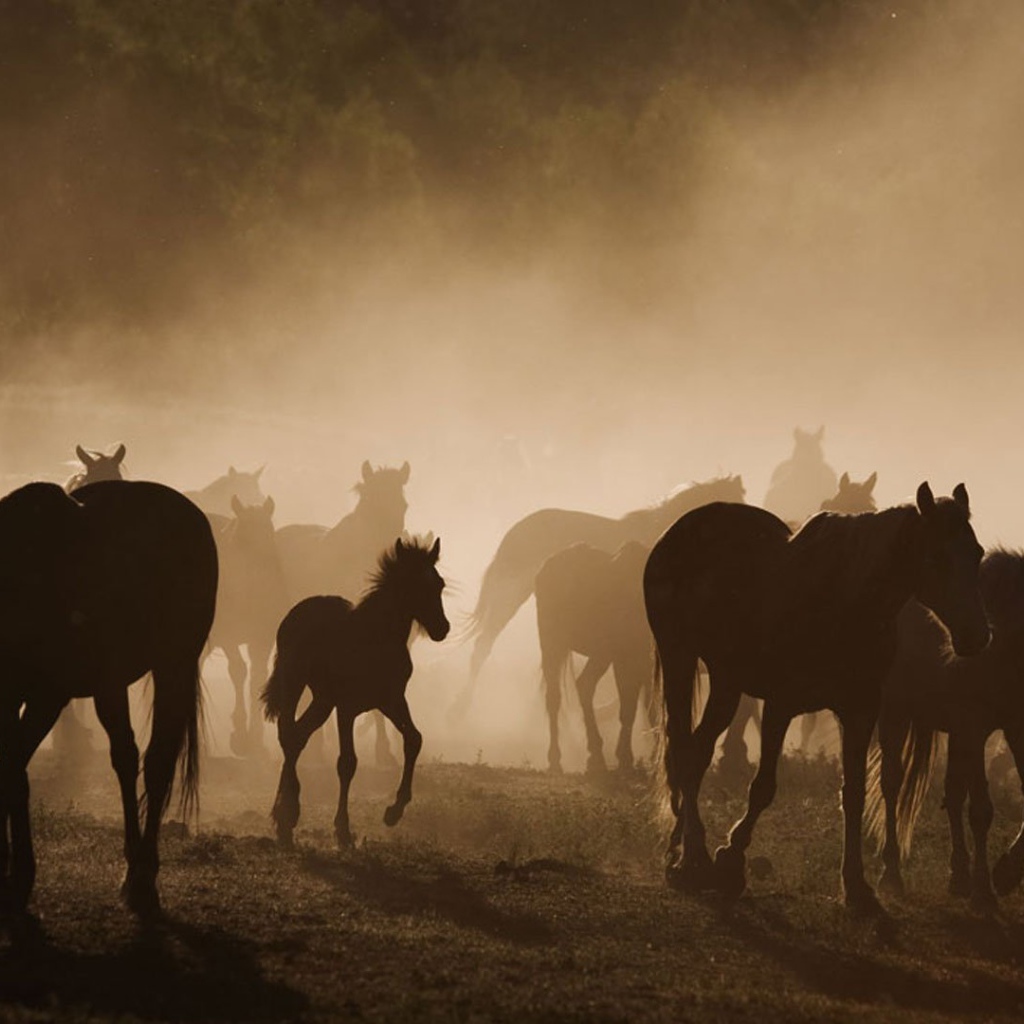 Долина лошадей