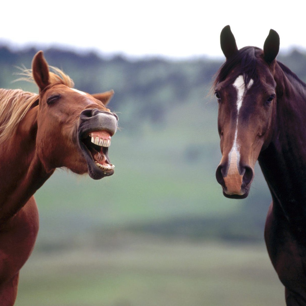 Злая лошадь