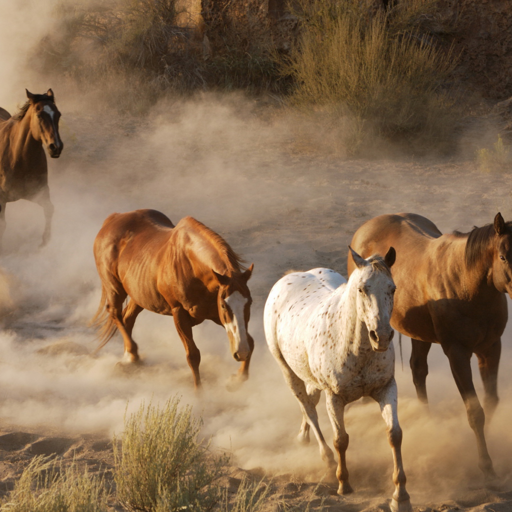 Дикие лошади