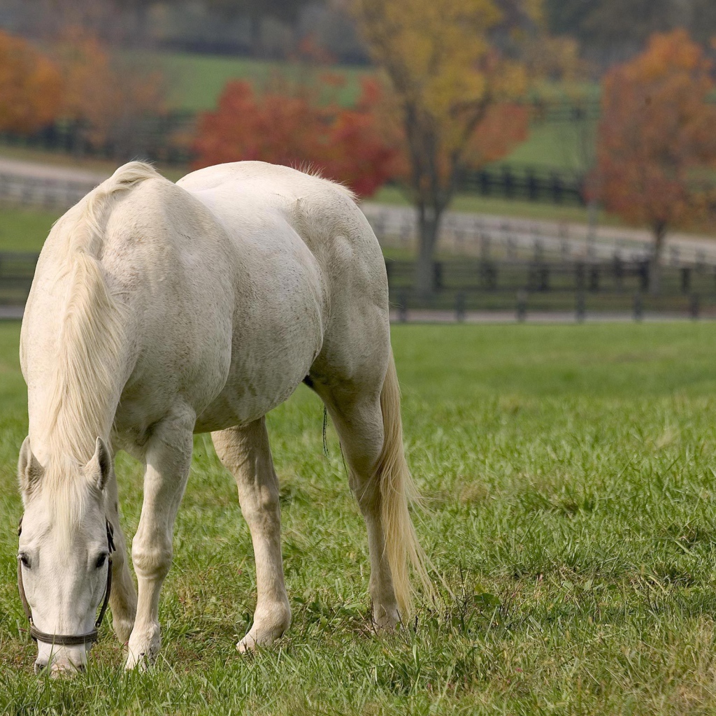 Лошадь рабочая