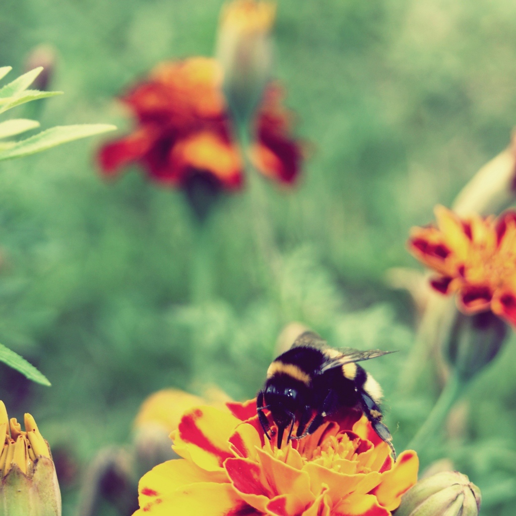 Шмель сидит на цветке