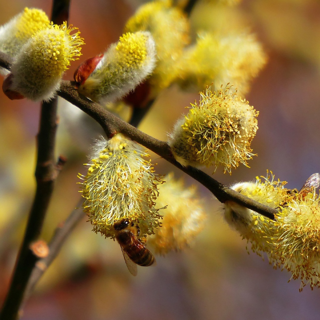 Пчела сидит на вербе