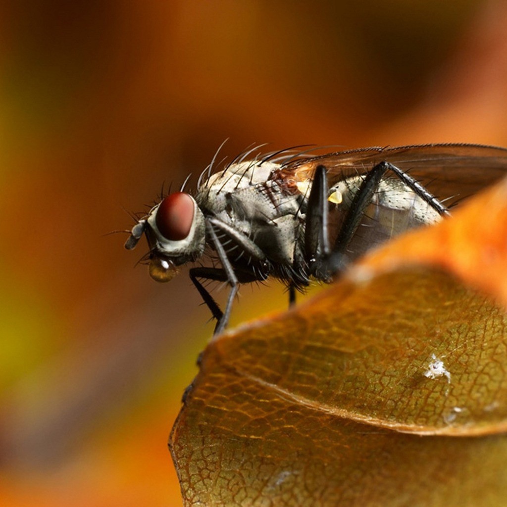 Муха сидит на листке