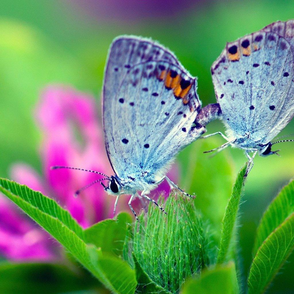 Пара бабочек