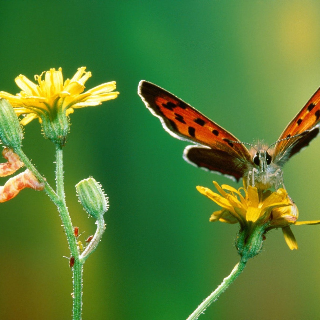 Бабочка и гусеница