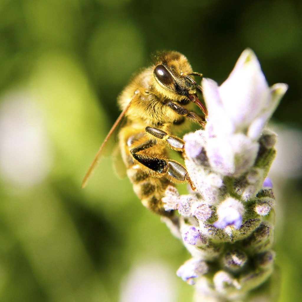 Пчела с цветка собирает мед
