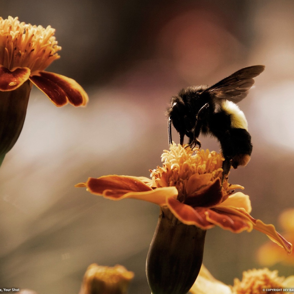 Пчела собирает мед