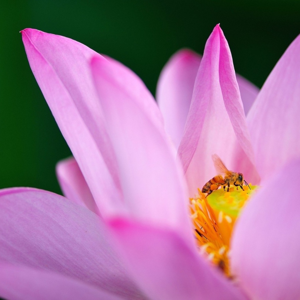 Пчела на лилии