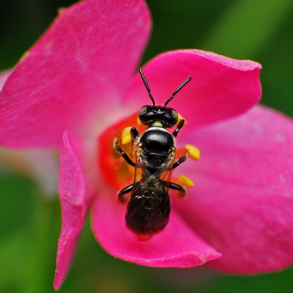 Пчела на розовом цветке