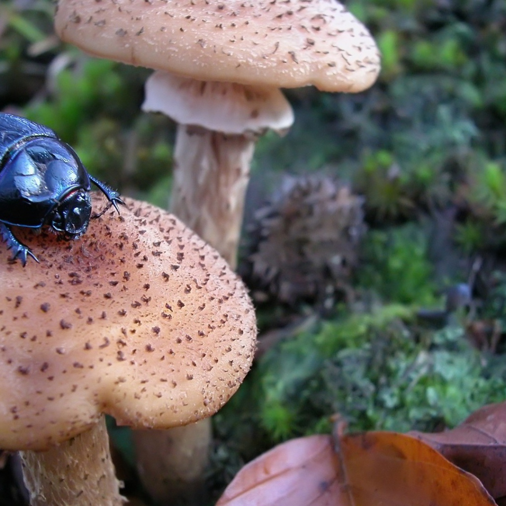 Жук сидит на грибе