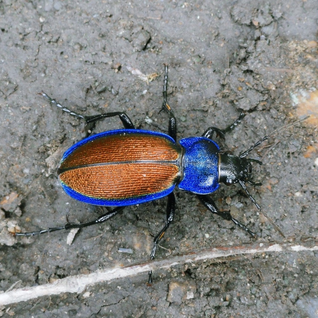 Синий жук