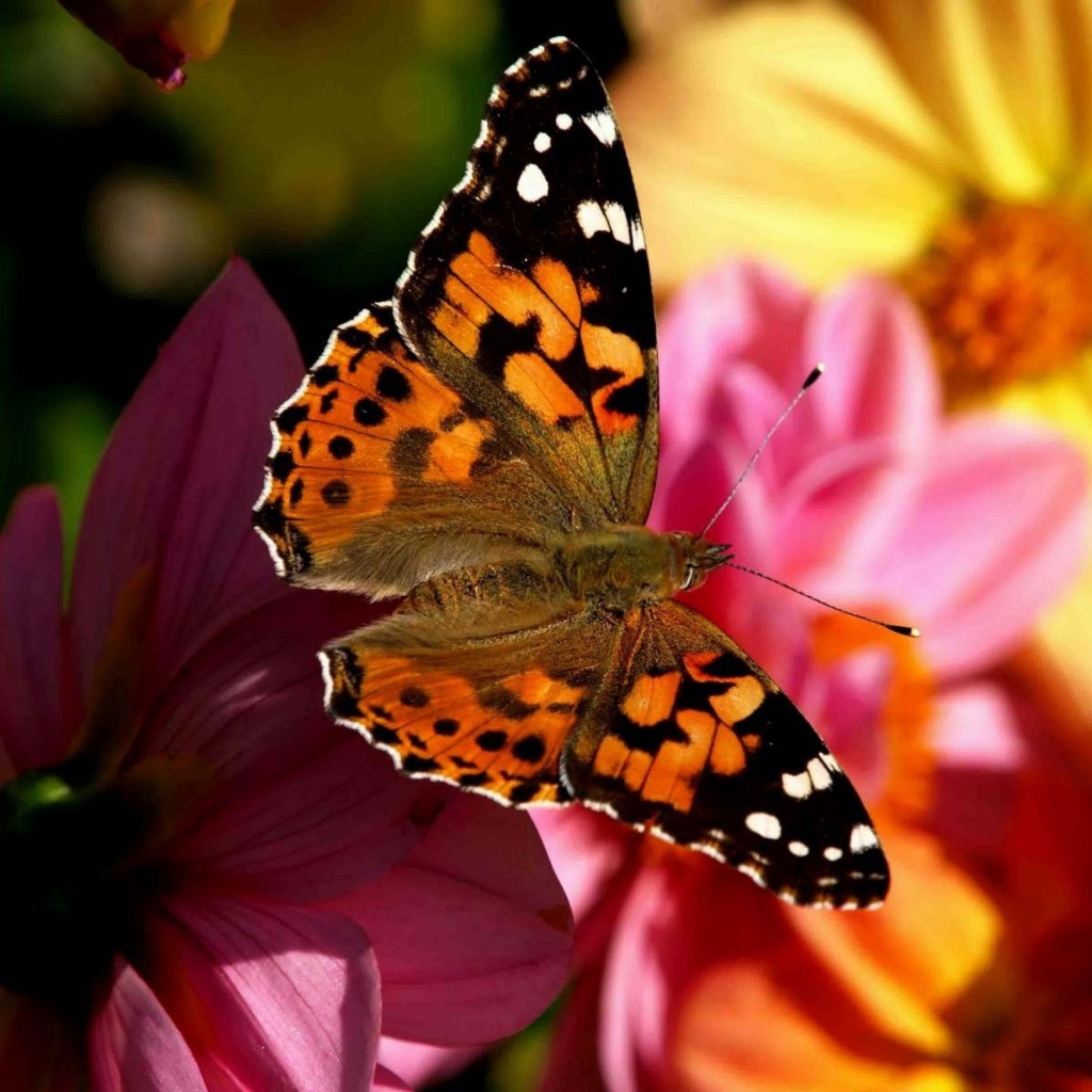 Бабочка в полете