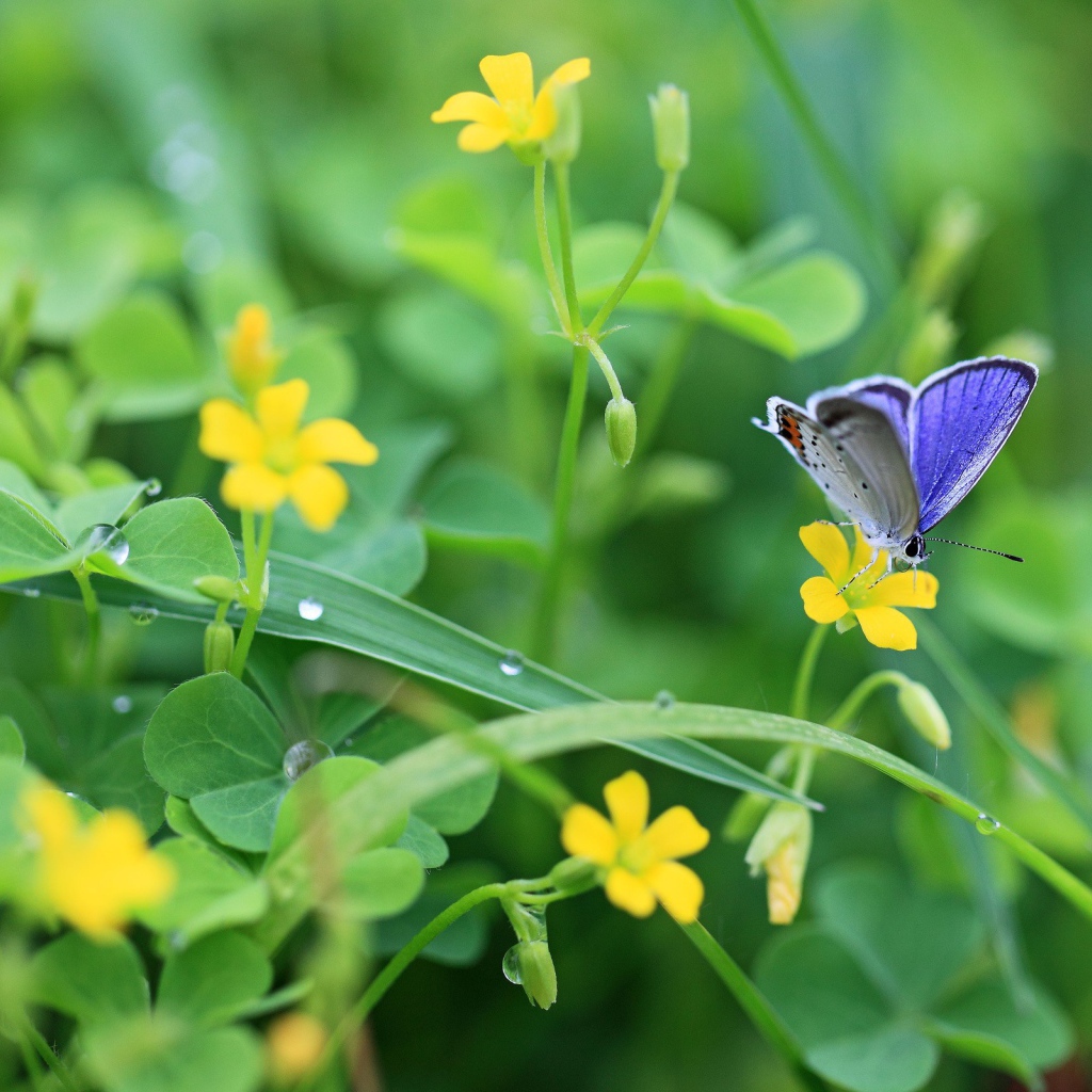 Бабочка в зелени