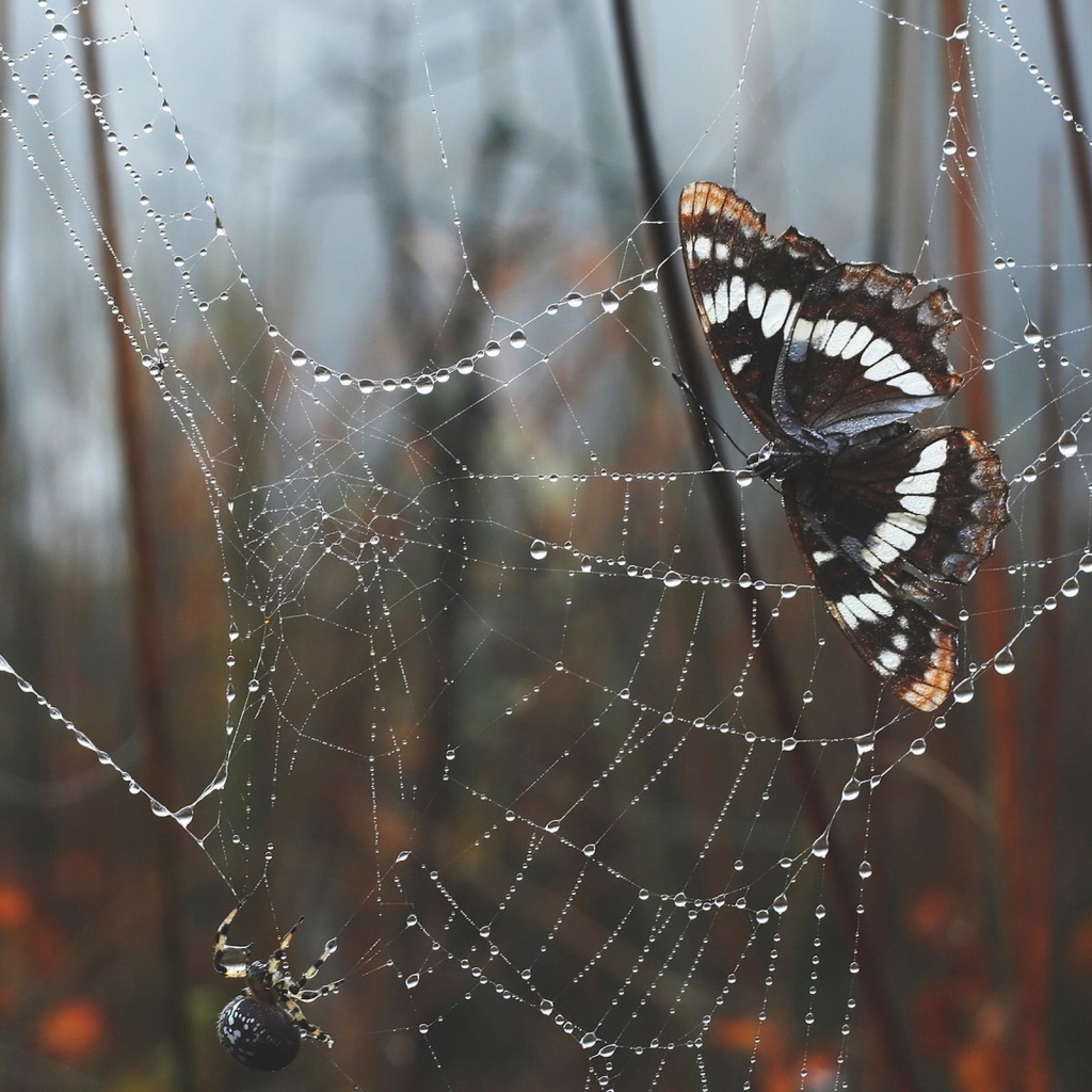 Бабочка в паутине