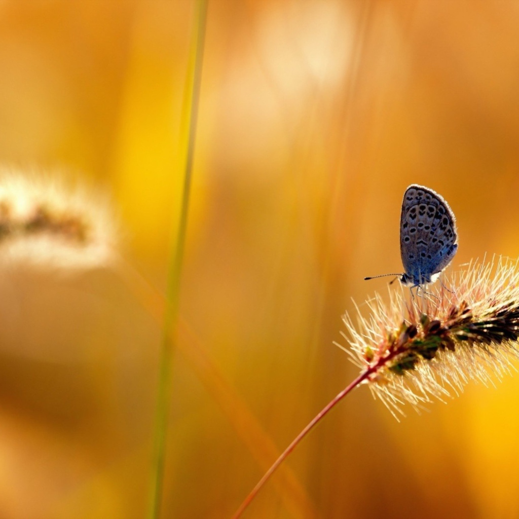 Бабочка на колоске