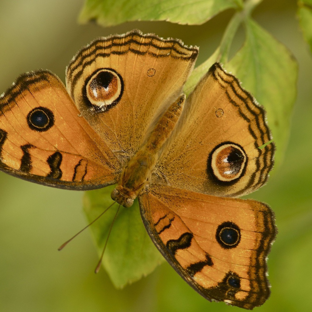 Бабочка на листе