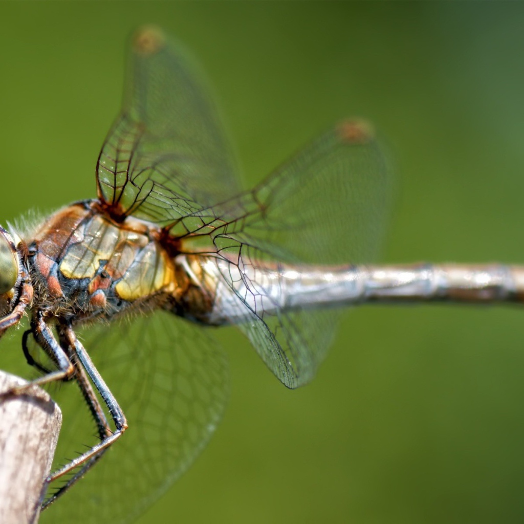 Стрекоза сидит