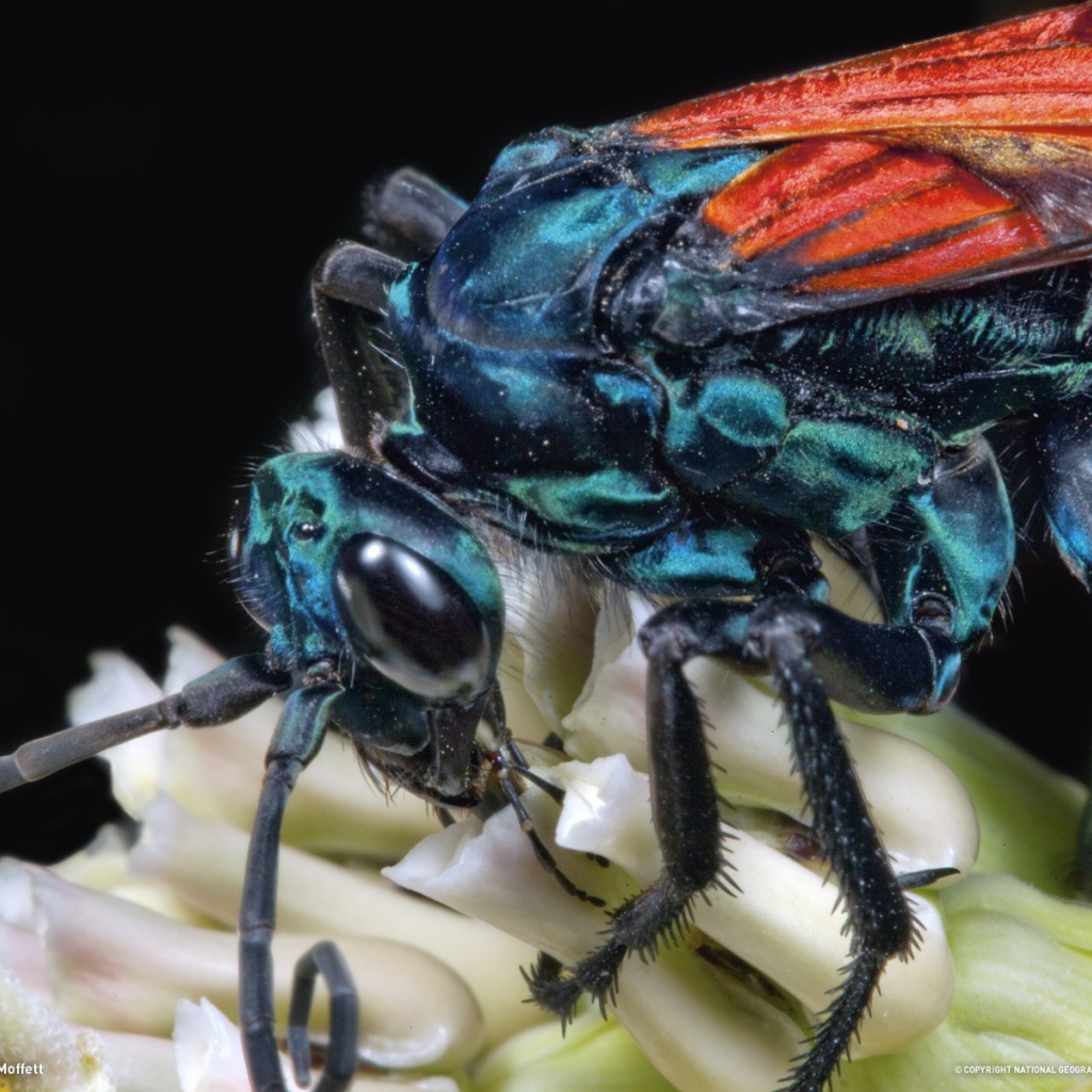 Муха крупным планом