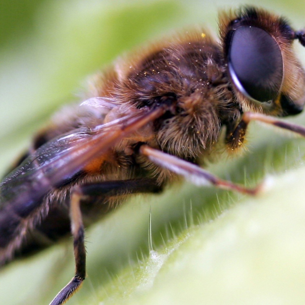 Волосатая муха