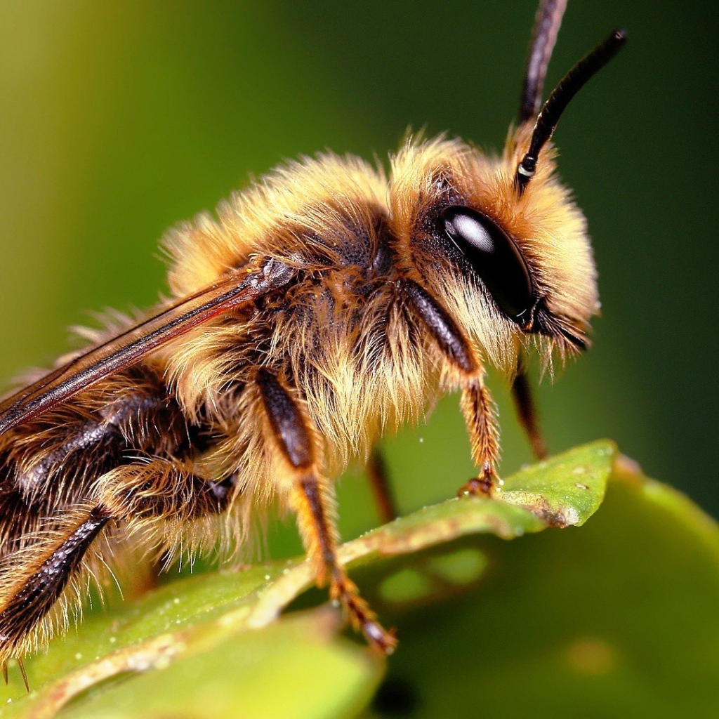 Насекомое на листке