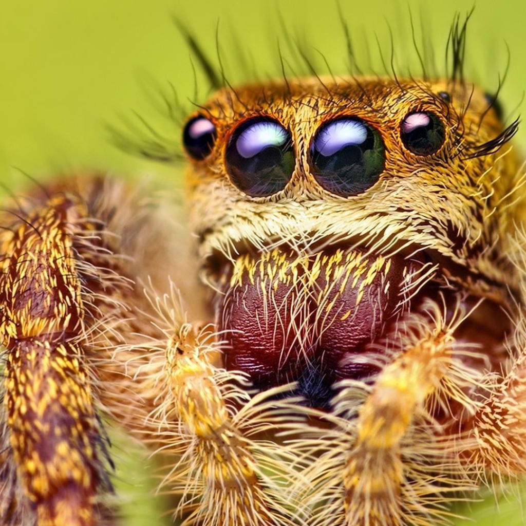 Взгляд паука