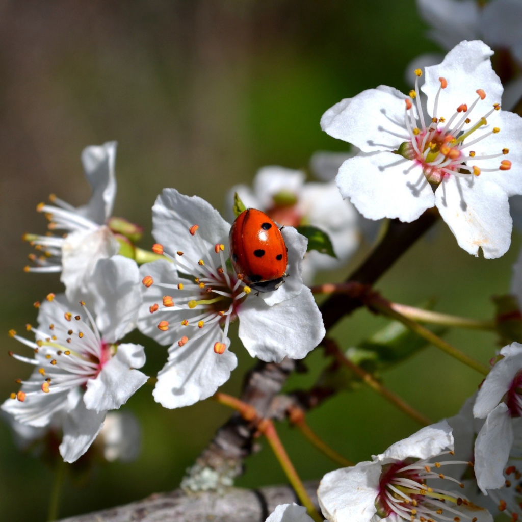 Божья коровка на яблоне
