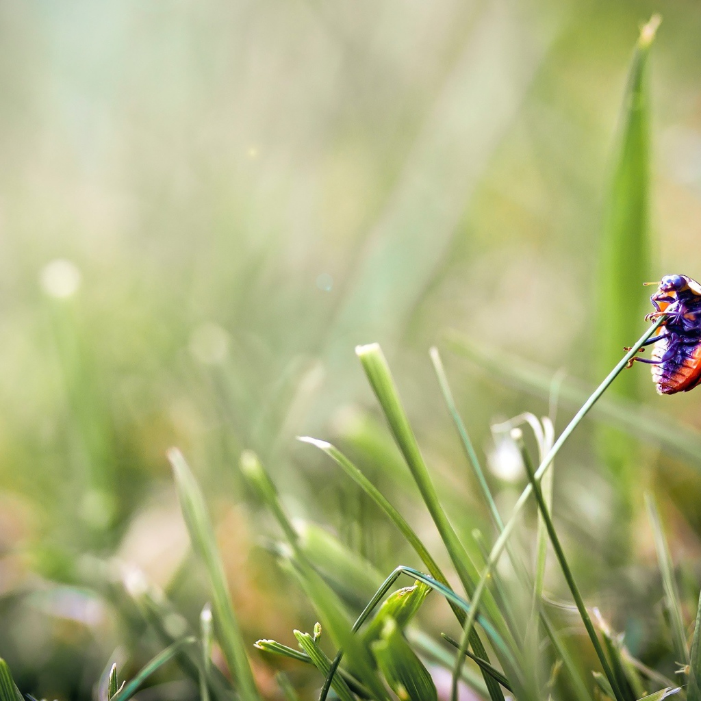 Божья коровка на травинке
