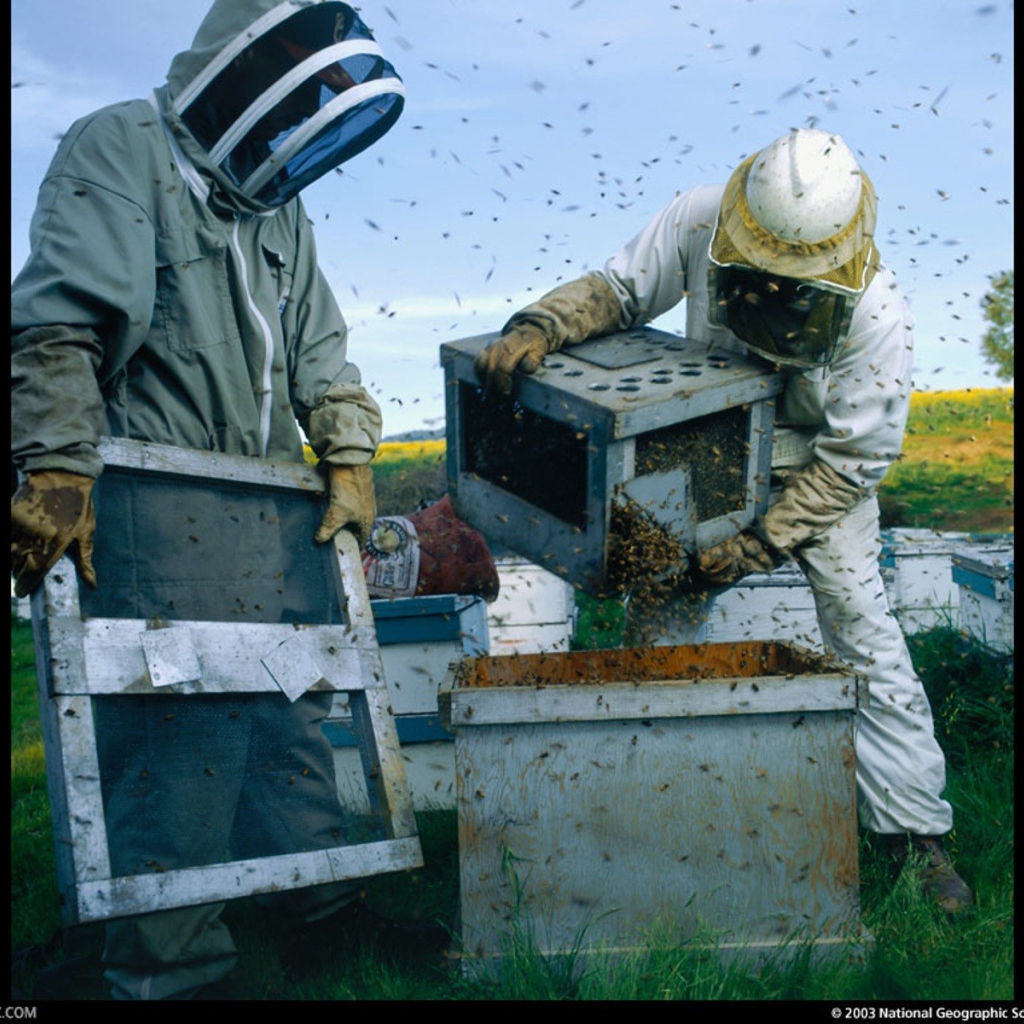 Высадка пчел в улей