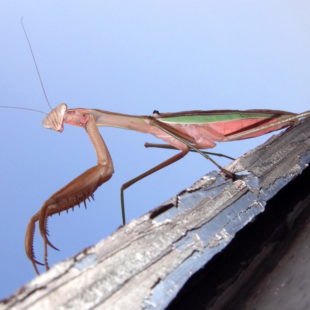 Насекомое богомол