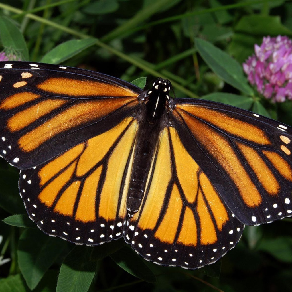 Бабочка Монарх