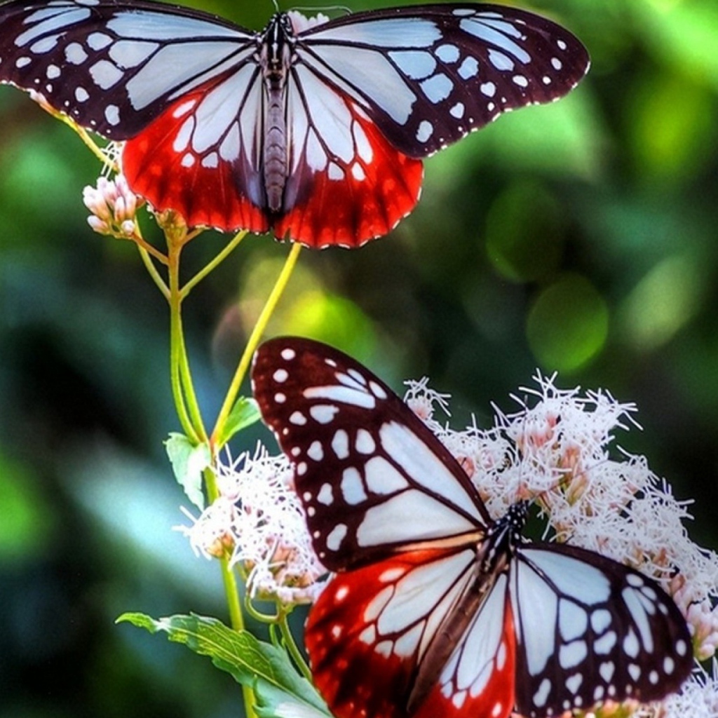 Красно синие бабочки