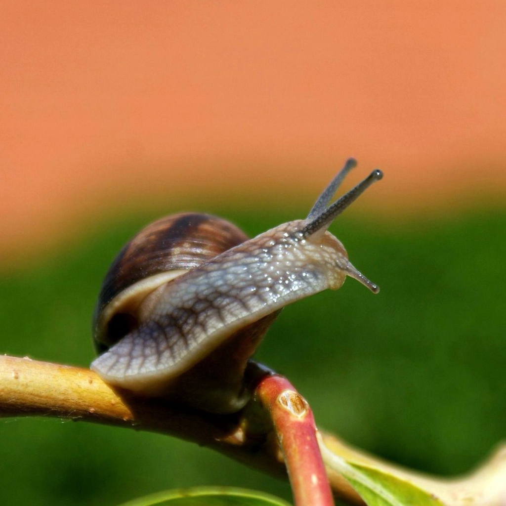 Улитка на ветке