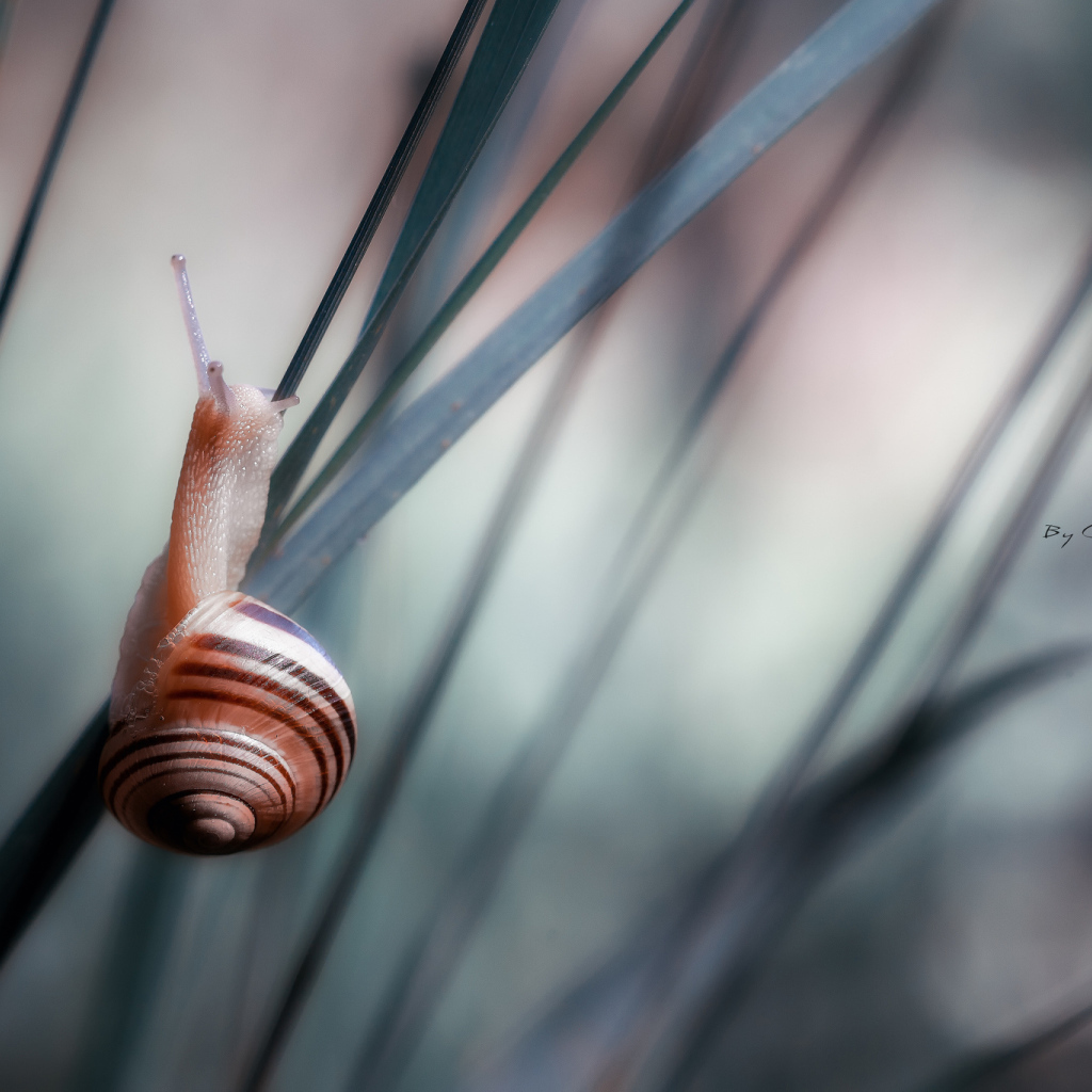 Улитка сидит на траве 