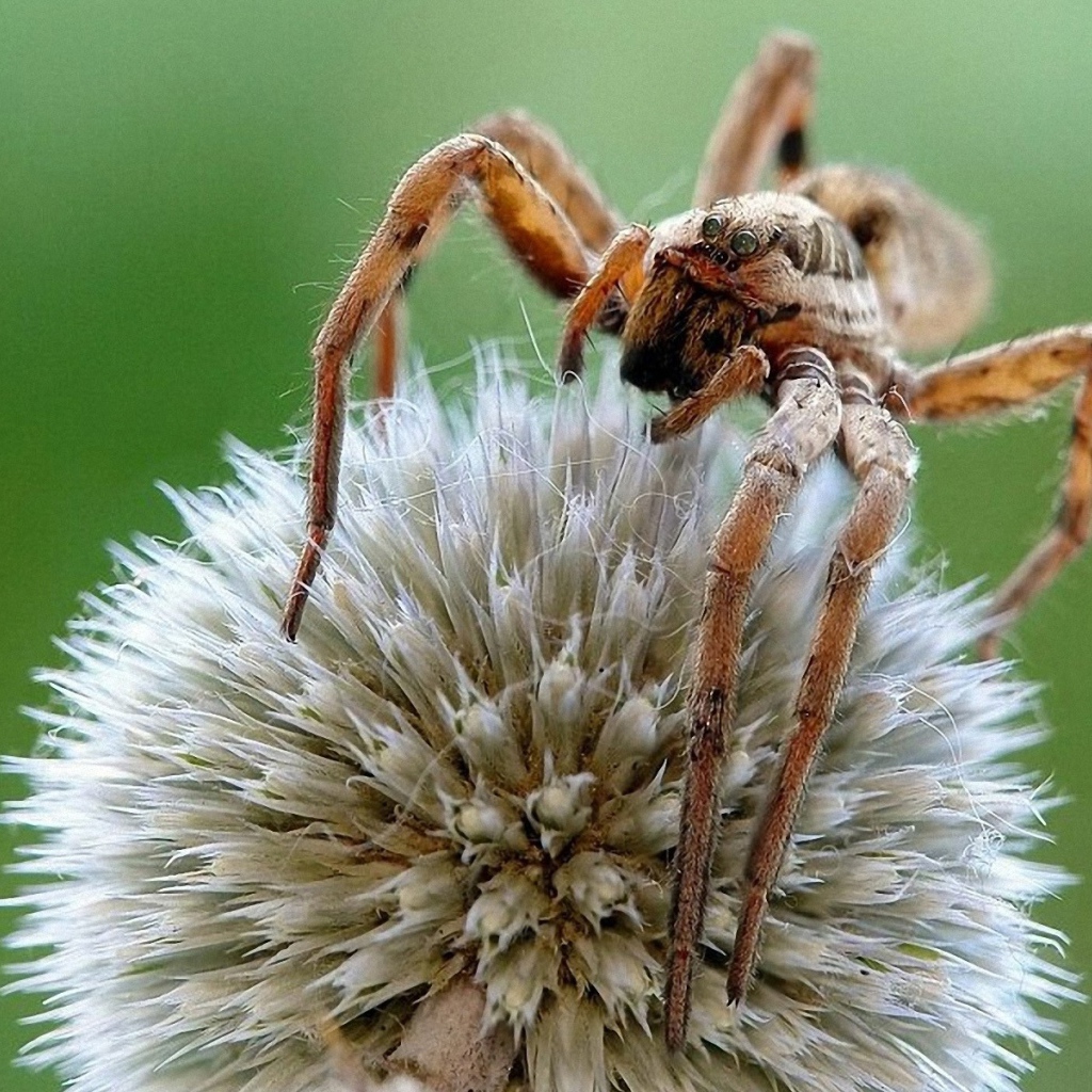 Паук на круглом цветке