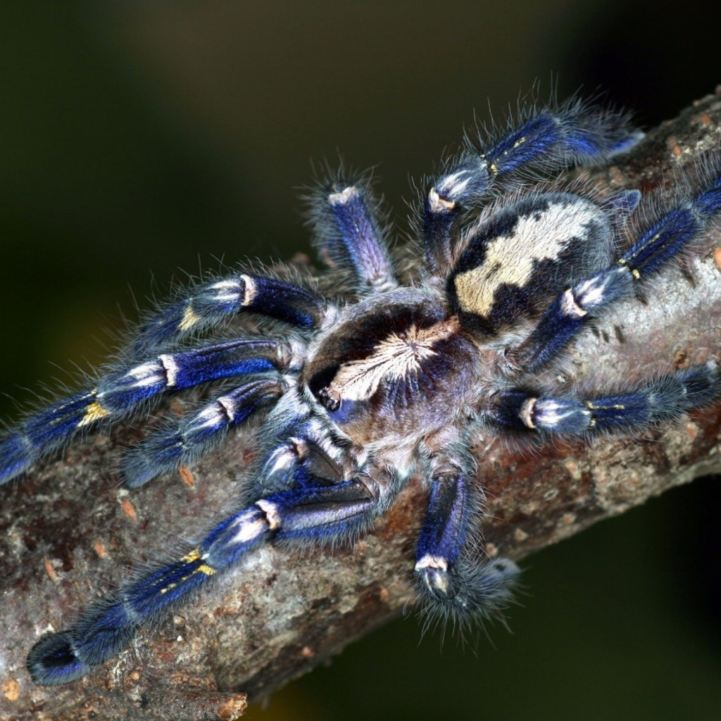Паук на ветке