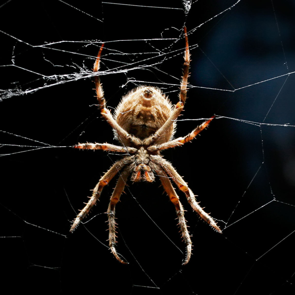 Паук ждет добычу