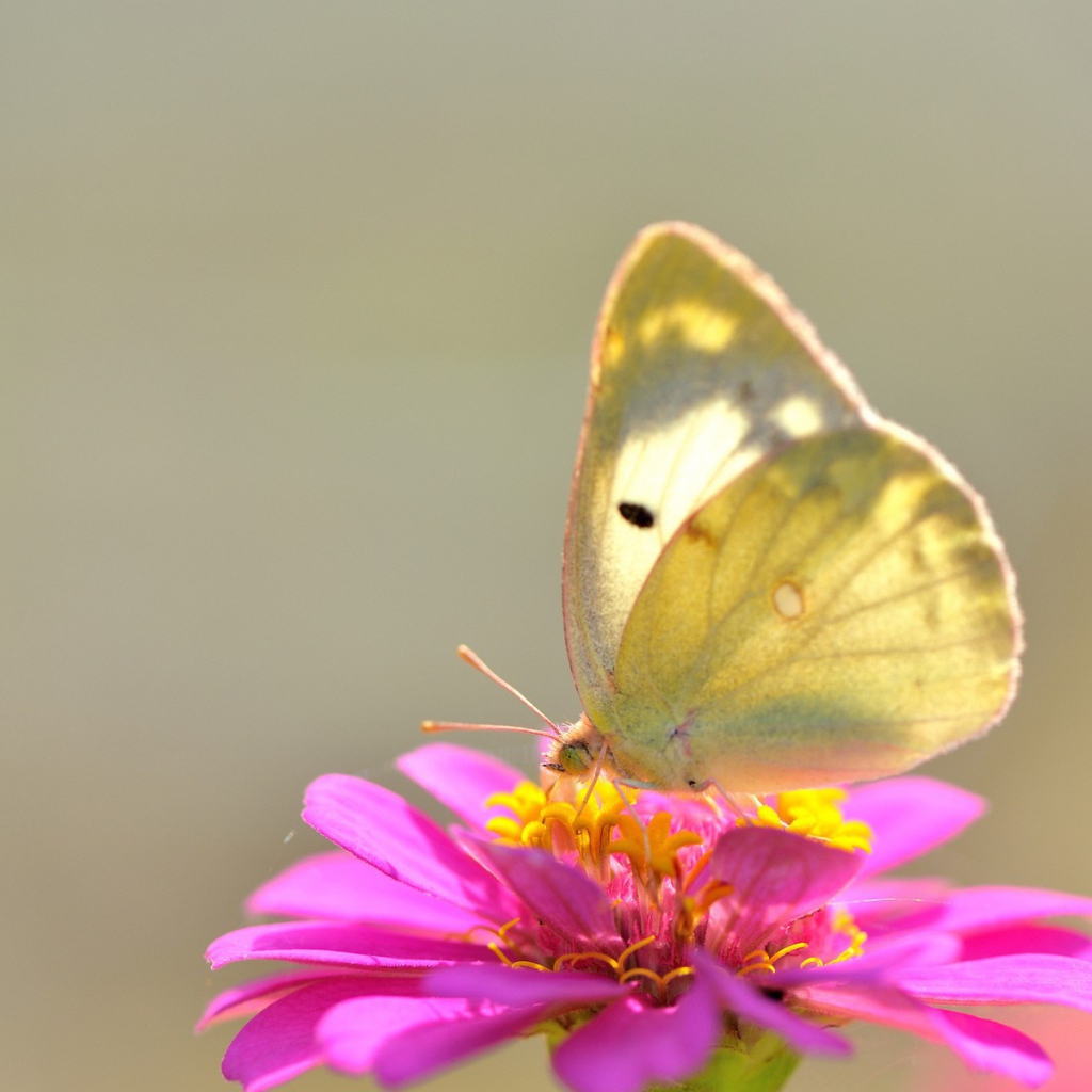 Желтая бабочка на розовом цветке