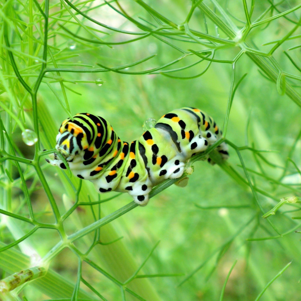 Желтая гусеница ест траву